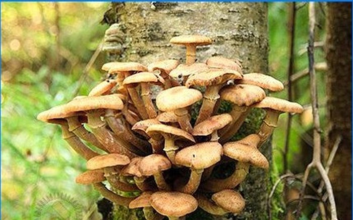 Uzgoj shiitake i mednih agarica na osobnoj parceli