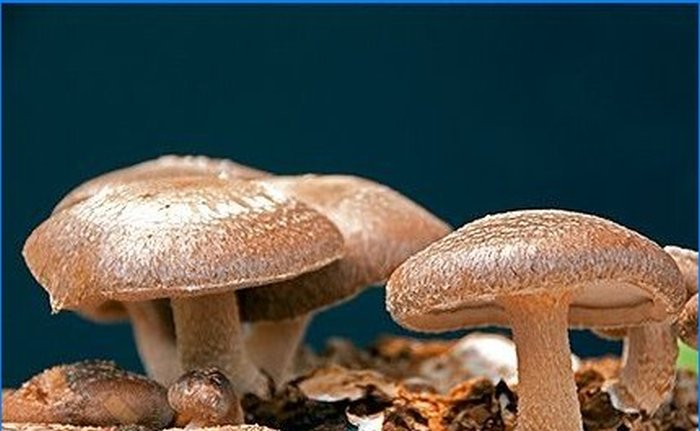 Uzgoj shiitake i mednih agarica na osobnoj parceli