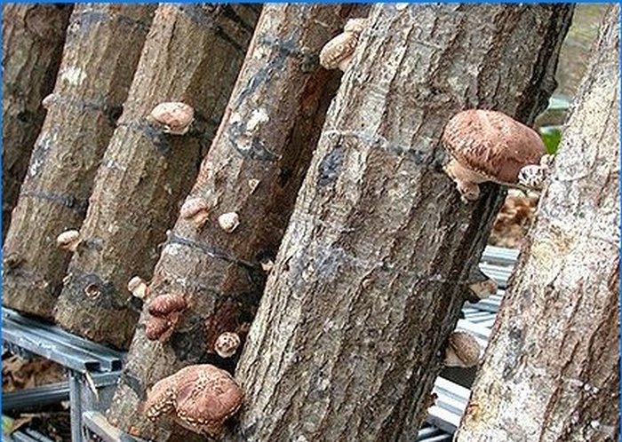 Uzgoj shiitake i mednih agarica na osobnoj parceli