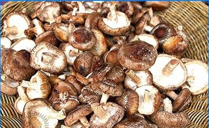 Uzgoj shiitake i mednih agarica na osobnoj parceli