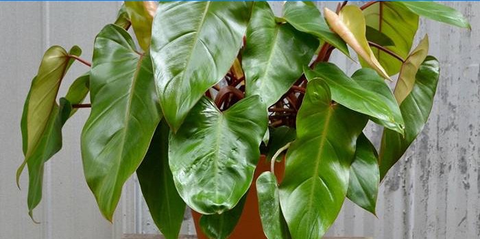 philodendron