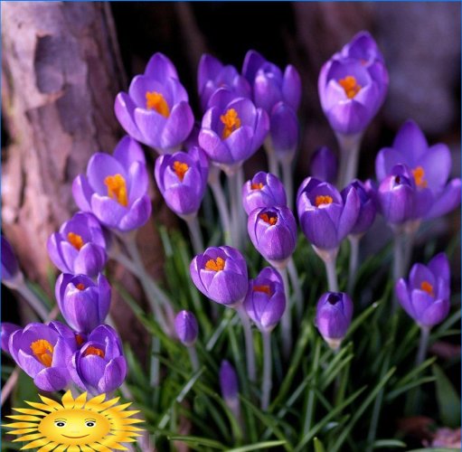 crocuses