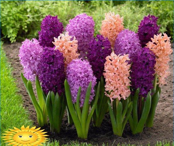 hyacinths