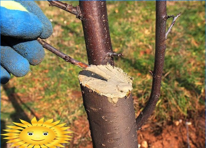 Održavanje vrta zimi. Zaštita od mraza i glodara