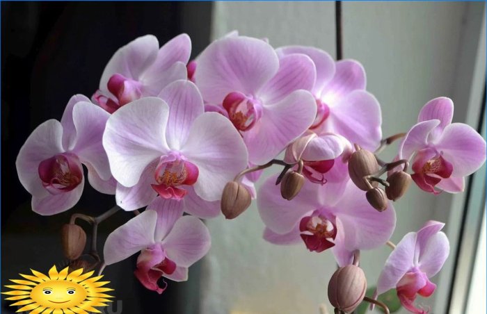 Orhideja - pogodni uvjeti, njega, presađivanje, razmnožavanje
