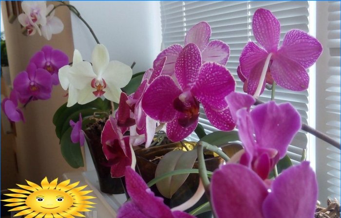 Zaštita orhideja od sunca