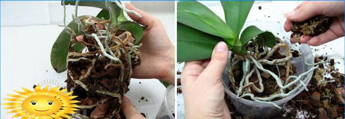 Transplantacija orhideja