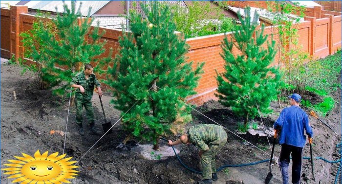 Sadnja velikih stabala u pitanjima i odgovorima