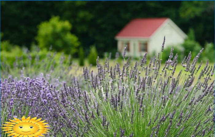 Lavanda na tom mjestu odbija komarce