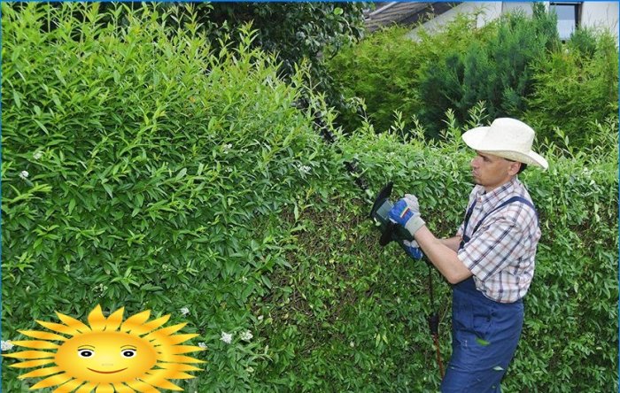 Višegodišnje biljke za penjanje za ogradu i vidikovce