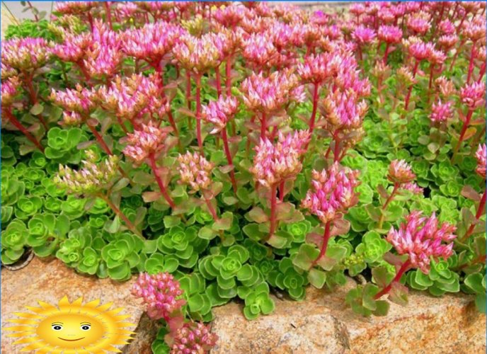 Sedum lažan