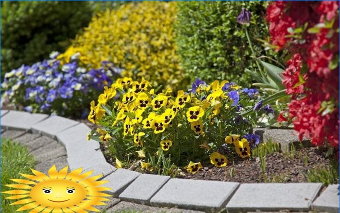 Godišnje cvijeće za ljetnu rezidenciju: mahunarke - sadnja i njega