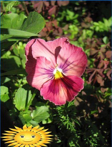 Godišnje cvijeće za ljetnu rezidenciju: mahunarke - sadnja i njega