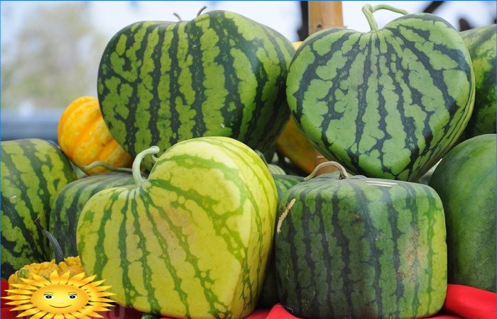 Kako uzgajati povrće i voće neobičnog oblika