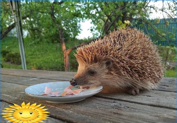 Jež na mjestu