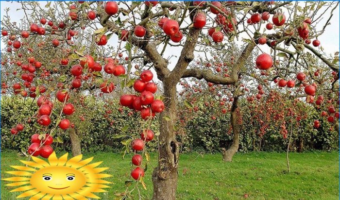 Jesenja obrezivanje stabala jabuke, kruške i voćaka