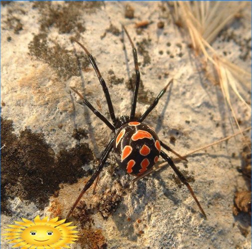 Spider karakurt