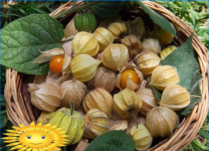 Physalis. Uzgoj smaragdne bobice