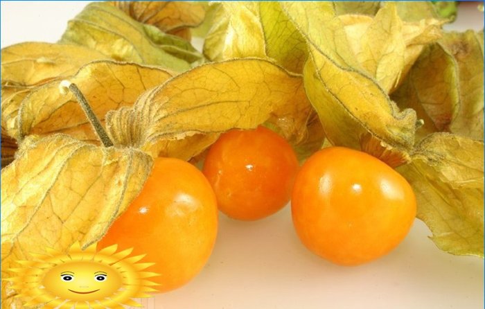 Physalis. Uzgoj smaragdne bobice