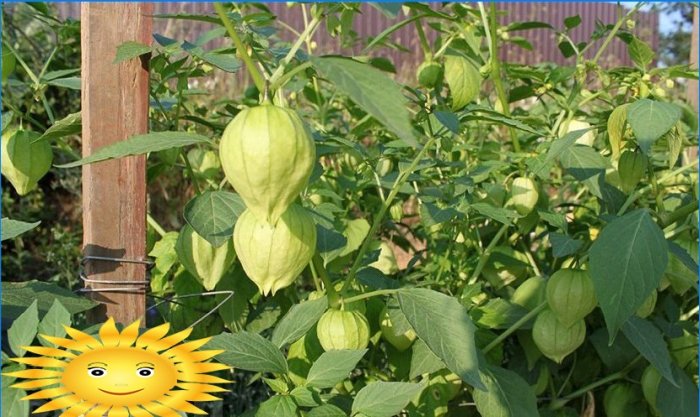 Physalis. Uzgoj smaragdne bobice