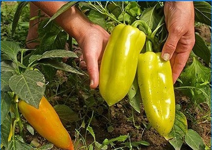 Organski uzgoj. Kako zaštititi papriku od štetočina i bolesti