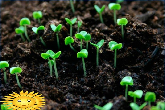 Sapropel se koristi za gnojidbu kultiviranih biljaka