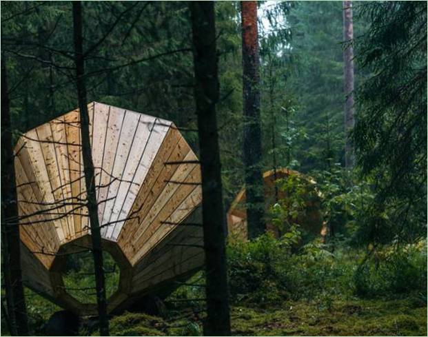 Neobične sjenice u šumi Estonije-fotografija 3
