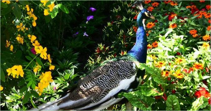 Kuća leptira na otoku Mainau Park