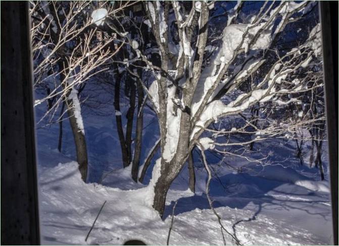 Prozor velikog formata s pogledom na šumu