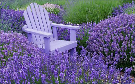 Lavanda u vrtu