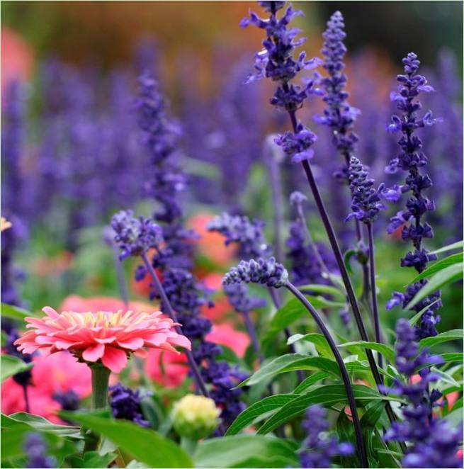 Butchart garden u Britanskoj Kolumbiji