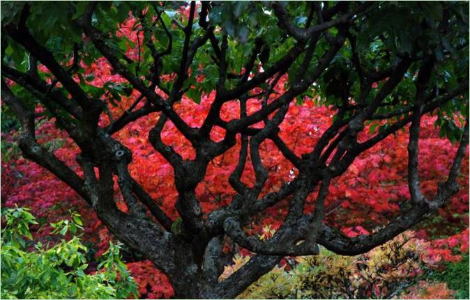 Butchart garden u Britanskoj Kolumbiji