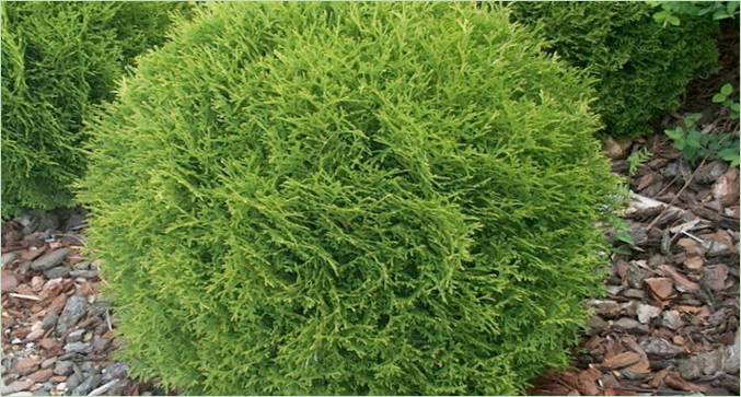 Četinari za stjenovite vrtove: thuja Occidental Little Jam