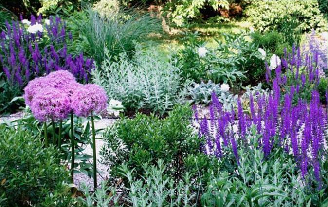 Proračunski krajobrazni dizajn-Cvijeće Allium i Veronica Proračunski krajobrazni dizajn-Cvijeće Allium i Veronica