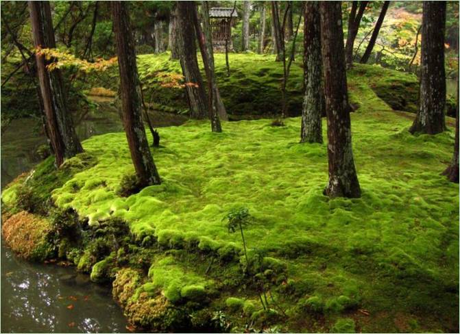 Vrt mahovine u Ina-Ina u Kjotu