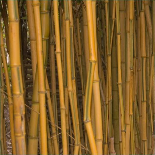 Fotografija bambusa za krajobrazni dizajn