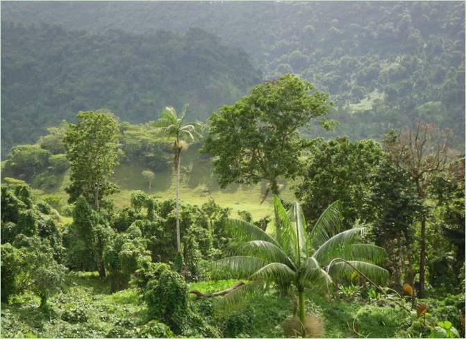 Zelene šume otoka Samoe