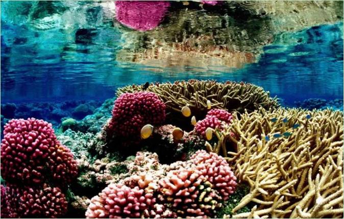 Koraljni grebeni na otoku Samoa