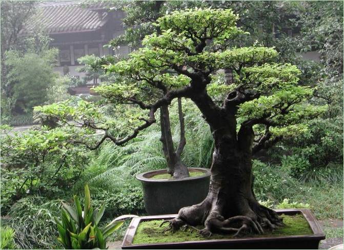 Patuljasta bonsai stabla u vrtu