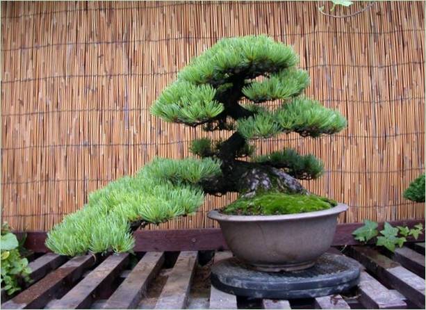 Patuljasta bonsai stabla u vrtu